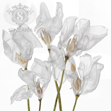 Трансфер - Ботаника 02 Трансфер - Ботаника 02